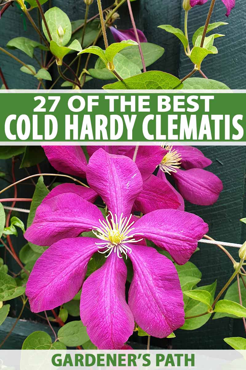 What Does a Clematis Look Like? Unveiling the Blooming Beauty.