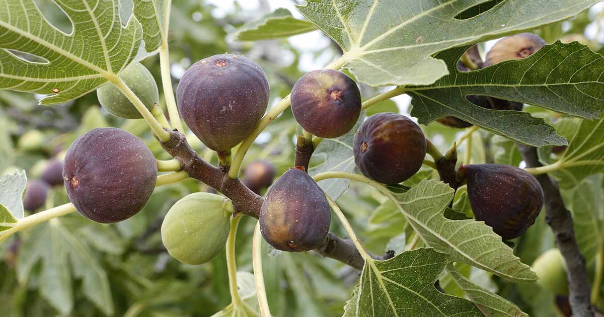 7 of the Greatest Chilly Hardy Fig Timber