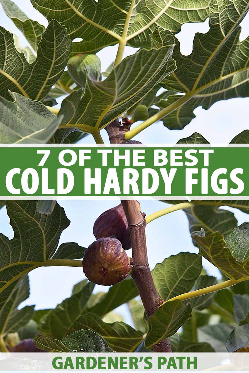 Brown Turkey Fig Tree Cold Hardy Zone 8-11 Guaranteed To Root! 5 Cuttings 