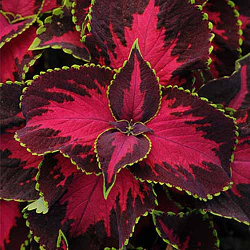A close up of a coleus plant 'Chocolate Covered Cherry' variety with dramatic leaves in bright red with dark red edges and light green tips.
