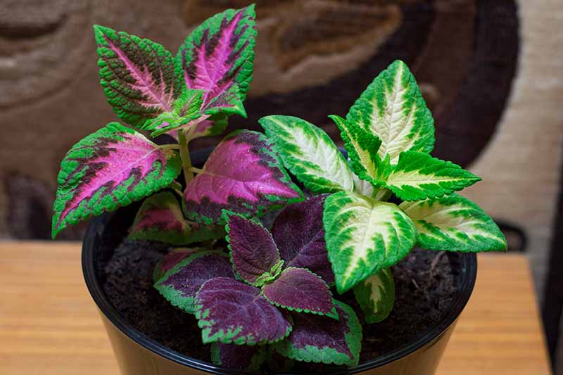 A black pot containing a coleus plant with dramatic two tone leaves in purple and green and also green and white. The background is a wooden surface fading to soft focus.