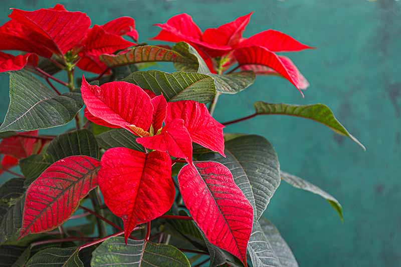 A close up of a poinsettia plant with bright red bracts contrasting with the dark green leaves on a soft focus green background.