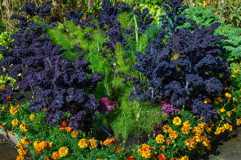 A colorful raised bed with dark purple curly kale contrasting with bright green, thin dill leaves, and bright orange marigolds, in light sunshine.