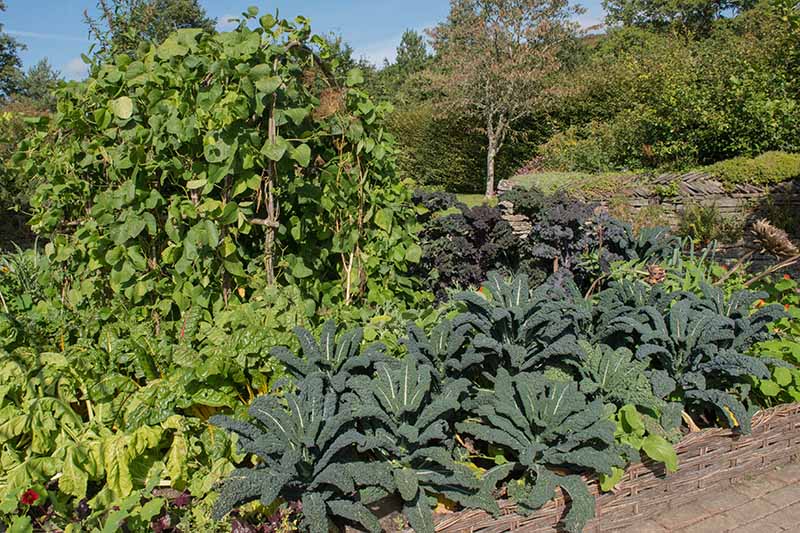 A large raised garden bed with mature Tuscan kale plants growing amongst other vegetable companion plants, in bright sunshine. In the background is blue sky, trees, and further vegetation showing a peaceful garden scene.
