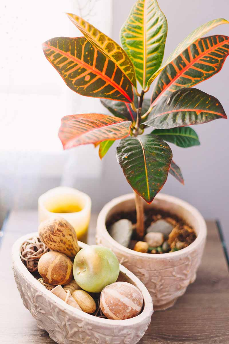 A vertical image of a ceramic pot with a croton plant next to another ceramic pot containing ornamental gourds, on a wooden surface with a small candle behind.