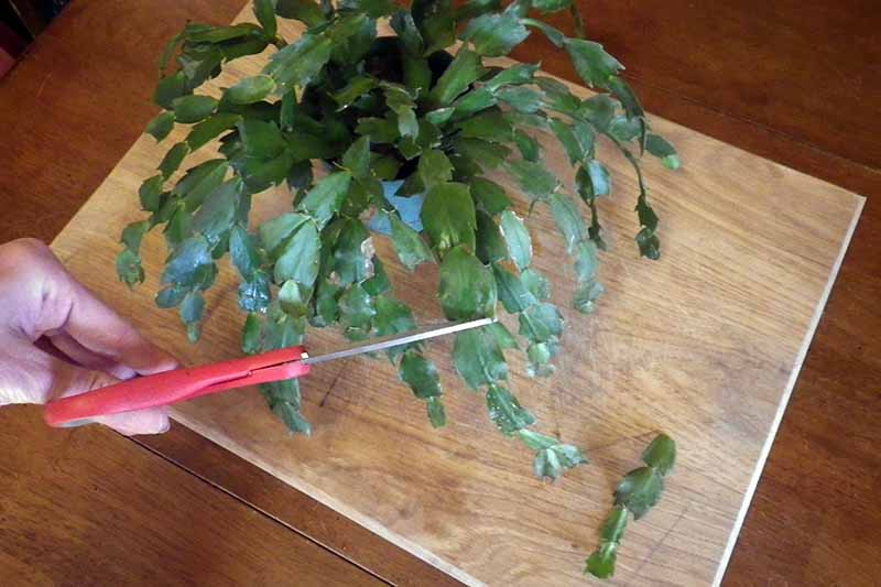 A hand from the left of the frame holding a pair of red scissors cuts a section of stem off a Christmas cactus plant on a wooden surface.