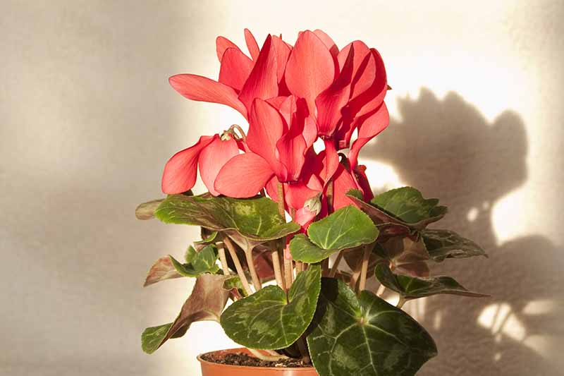A close up of a cyclamen plant with red flowers contrasting with the green leaves and their pale veins. The background is a white wall and a shadow.