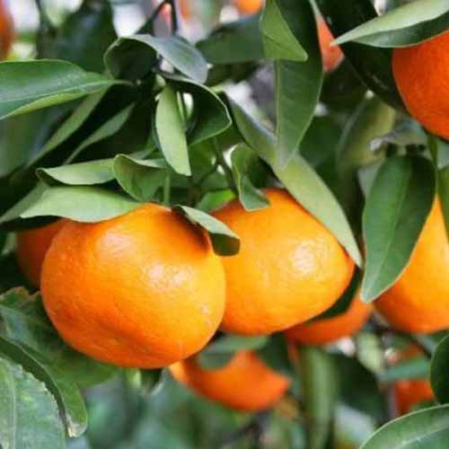 A close up of ripe 'Darcy' tangerines on the tree with foliage in the background.