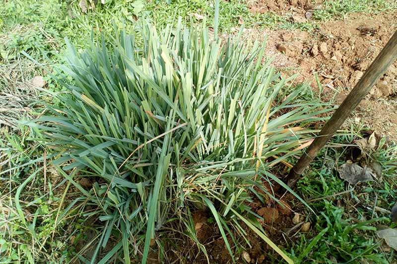 A close up of a lemongrass plant growing in the garden, its leaves cut down. On the right of the frame is a spade in the ground with a wooden handle, ready to dig the plant up. In the background is grass and soil in bright sunshine.
