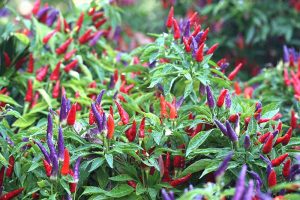 A close up of a large ornamental pepper plant with vivid purple and red upright fruits, contrasting with the bright green foliage. The background fades to soft focus.