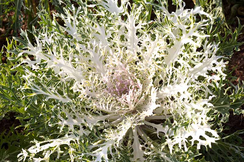 A top down close up picture of an ornamental kale plant with vivid white frilly leaves in the center, lightly tinged in purple. The outer leaves are dark green with light veins.