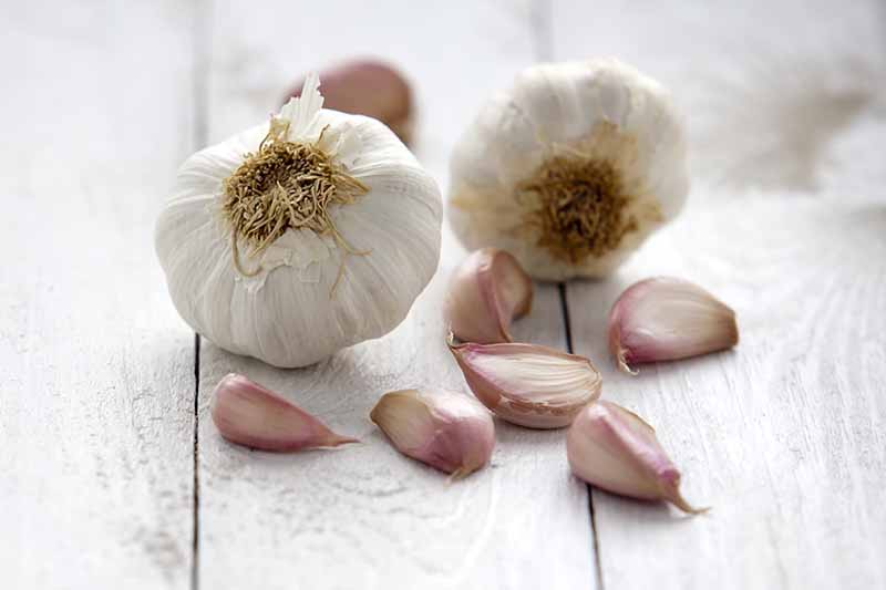 A close up of two dried garlic bulbs and six light pink cloves on a white wooden surface, fading to soft focus in the background.