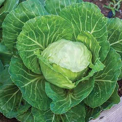 A close up top down picture of the 'Earliana' variety of Brassica oleracea var. capitata showing light green leaves in the center and larger flat leaves with white veins on the outside.