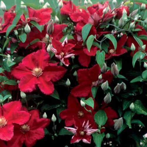 A close up of red clematis flowers of the 'Ernest Markham' variety with buds and leaves surrounding them.