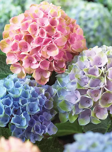 A close up of the colorful flowers of Everlasting Revolution hydrangeas.