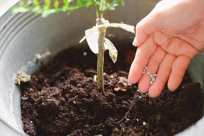 A hand from the right of the frame sprinkles small beads of fertilizer onto the soil around the base of a potted citrus tree.