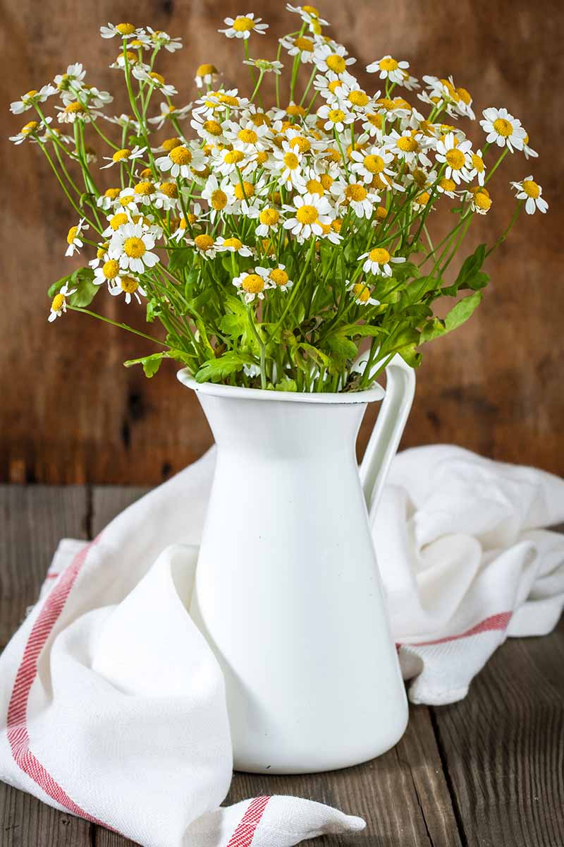 Freshly cut Tanacetum parthenium flowers, with their white petals and yellow centers in a white vase on a wooden surface. A white cloth with a red stripe is draped around the vase and the background is wood in soft focus.