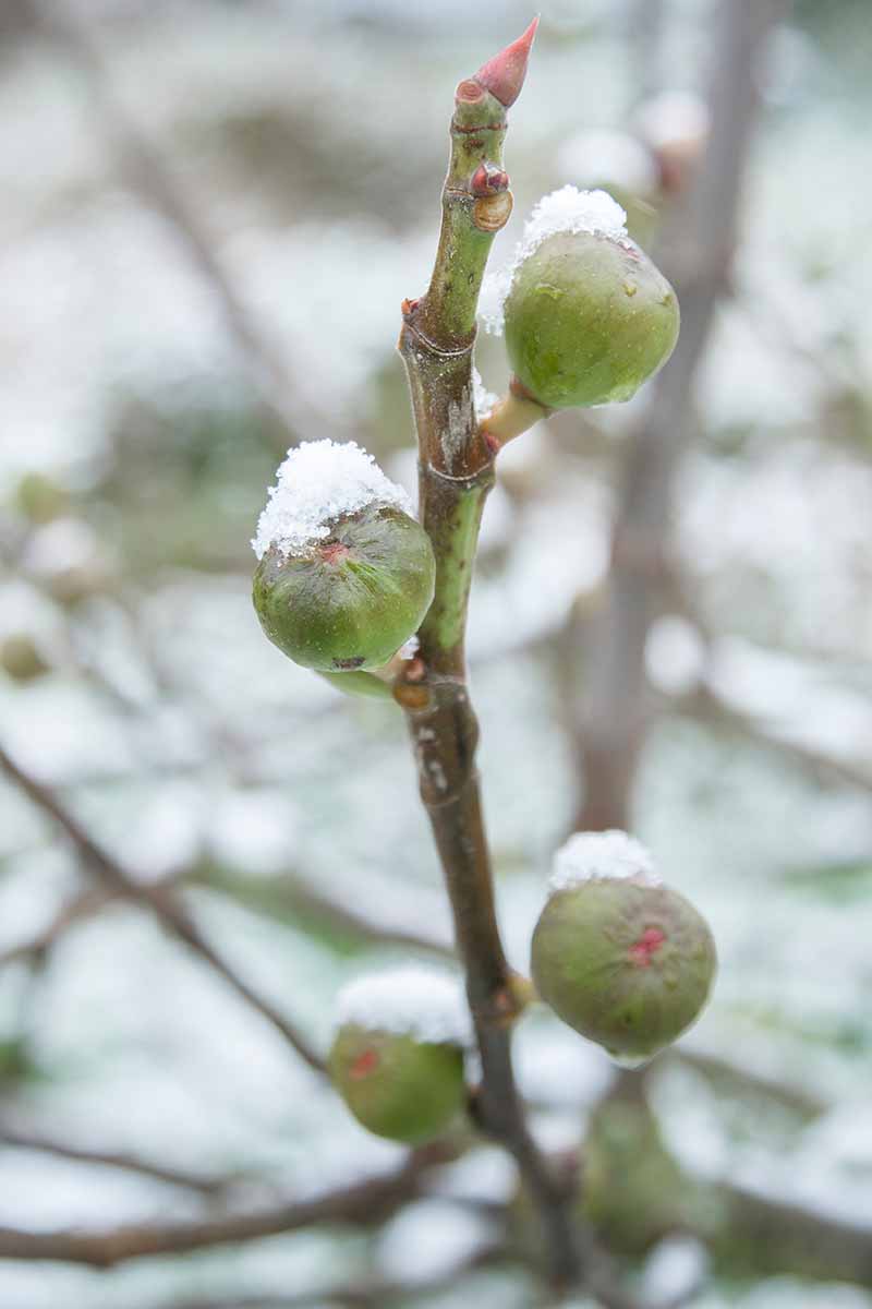 A vertical picture showing green fig fruits on a branch with a light dusting of frost. The background fades to soft focus snowy garden scene.