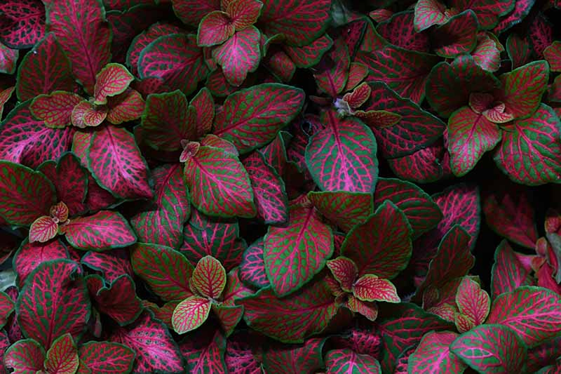 A close up of a fittonia plant with dramatic leaves in combinations of purple, green, and pink.