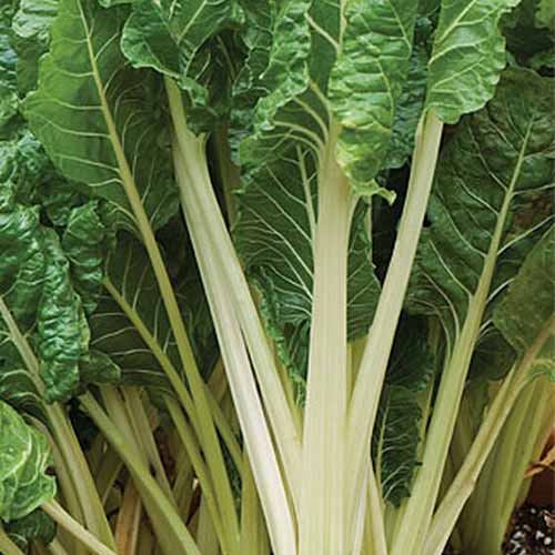 A close up of 'Fordhook Giant' variety of chard with tall white stems and delicate dark green leaves.