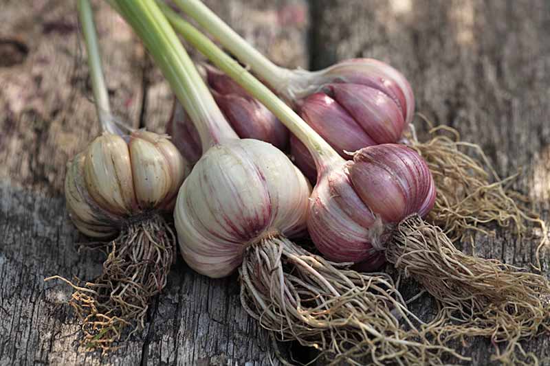 A close up of garlic bulbs, white and purple in color, with roots and stems attached, on a dark wooden background in light sunshine.