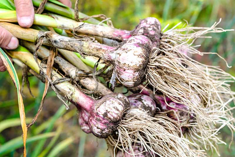 A hand from the left of the frame holding a bunch of freshly pulled garlic bulbs, still with roots and earth attached, and stems intact. The background is green in soft focus.
