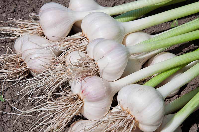 A group of Allium sativum with bulbous white cloves, roots still attached, and light green stalks on a background of dark rich soil in bright sunlight.