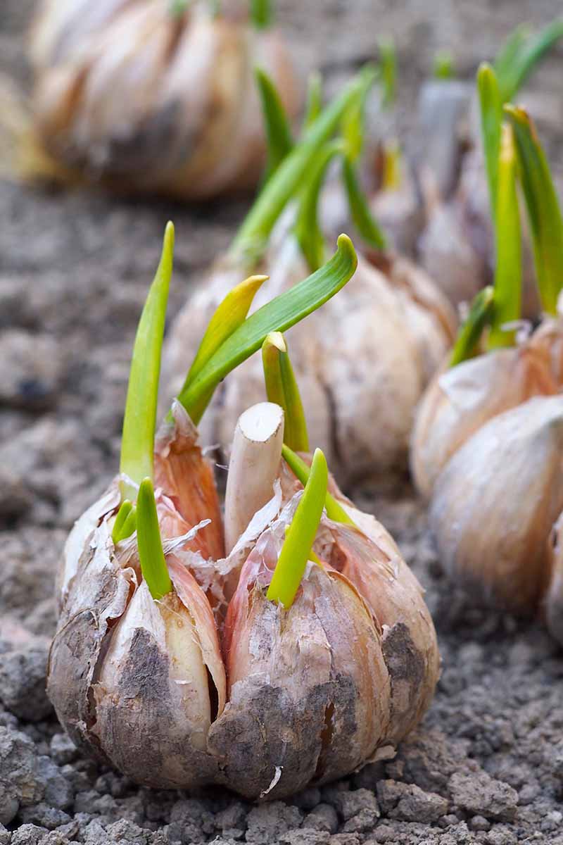 A close up of garlic bulbs starting to sprout. The green stems contrast with the dry papery skin of the bulbs. In the background is soil in soft focus.