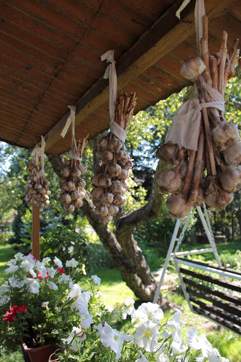 A vertical image of four bunches of garlic, their stems tied together hanging from the eaves of a house to dry. Below them are white and red flowers in pots, and the background is a garden setting with trees, lawn, and a swing seat, in bright sunshine.