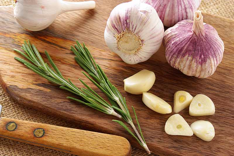 A close up of a wooden chopping board with four garlic bulbs, six peeled and sliced cloves, and some rosemary sprigs. To the bottom of the frame is a knife with a wooden handle.