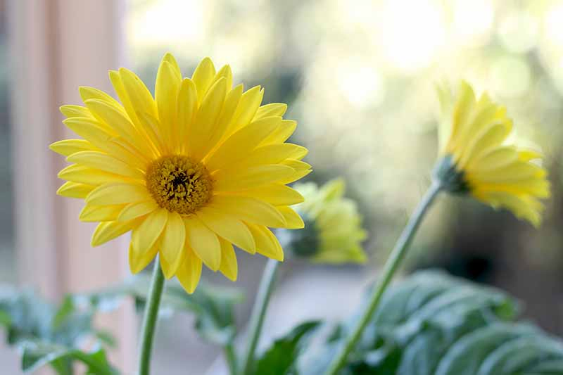 A close up of a yellow gerbera flower with dainty petals on a soft focus background.