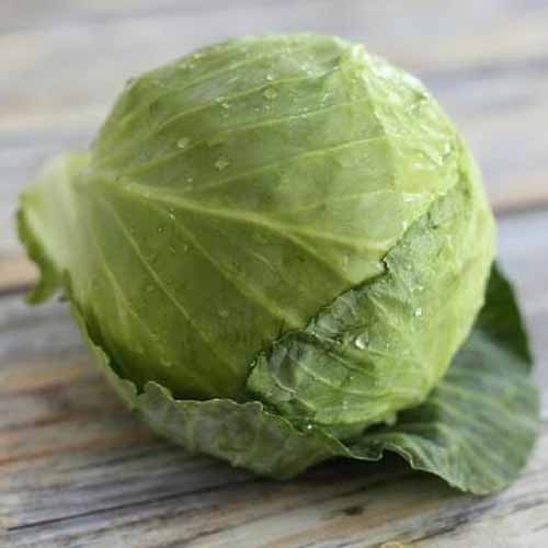 A close up of a 'Golden Acre' cabbage with light green leaves around a tight head, pictured on a wooden surface.