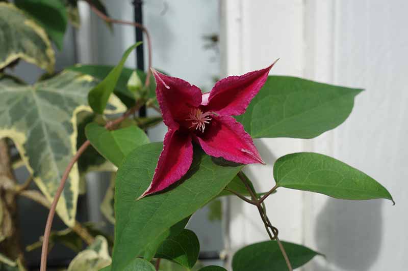 A close up of a dramatic red clematis flower of the 'Gravetye Beauty' variety. The red contrasts with dark green leaves. In the background is a variegated ivy leaf against a white fence in soft focus.