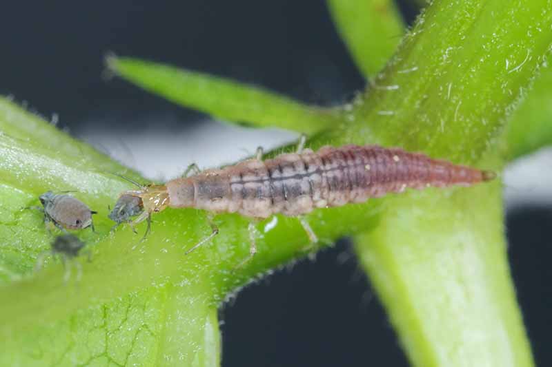 A close up of a green lacewing feeding on an aphid pest, with a further aphid in front of it. The background is a light green stem fading to soft focus.