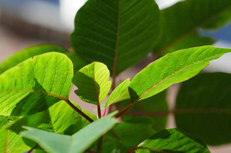 A close up of bright green poinsettia leaves in bright sunshine fading to a soft focus background.