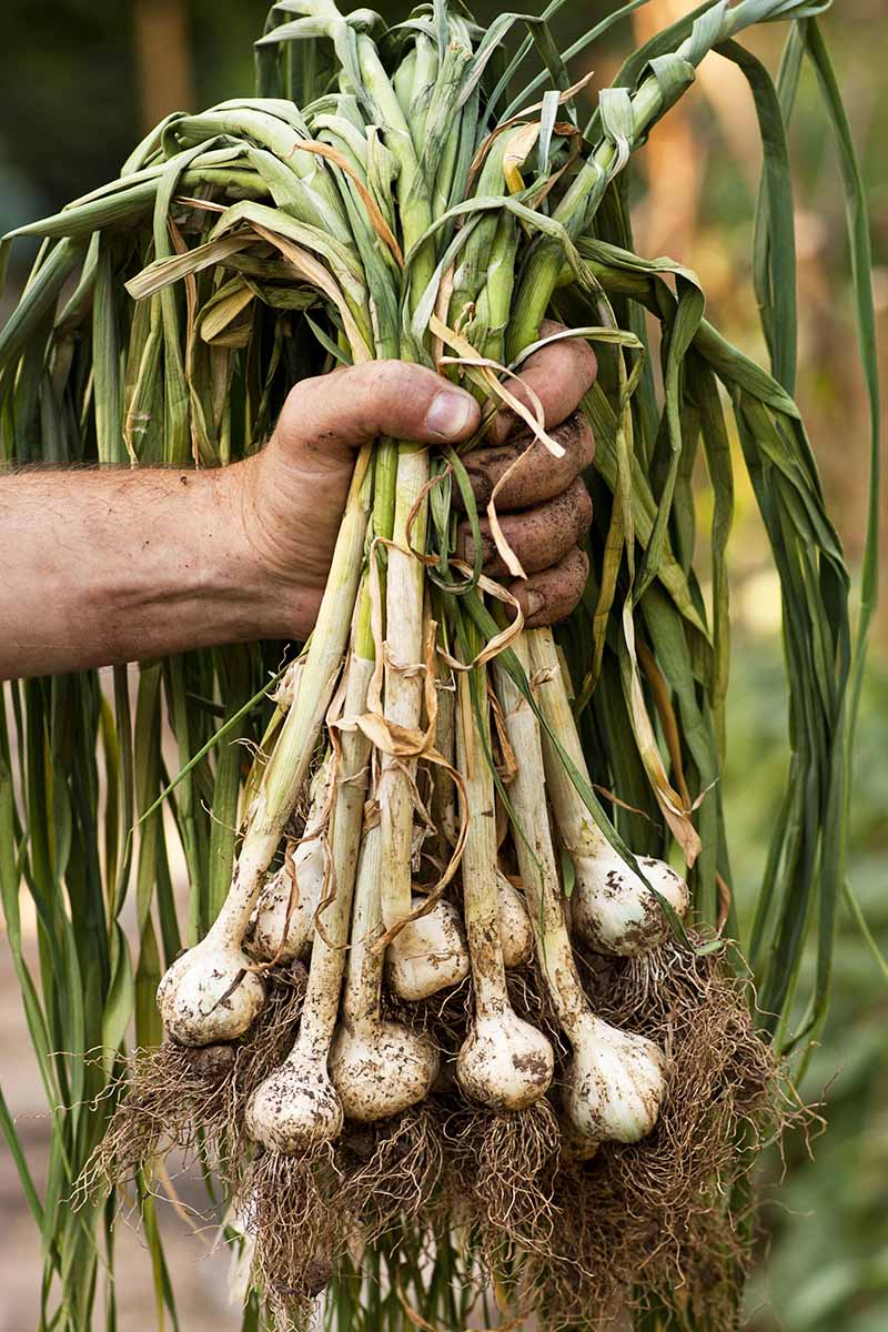 A hand from the left of the frame holds up a bunch of freshly harvested Allium sativum. The roots, soil, and stems are still attached. The background fades to soft focus.
