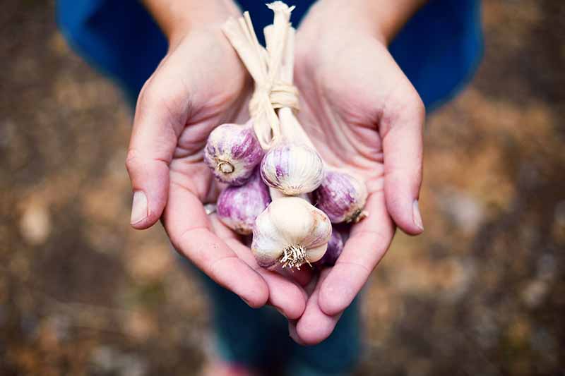 Two hands holding a bunch of purple-white dried garlic bulbs, tied together at the stems. The background is soft focus brown soil.