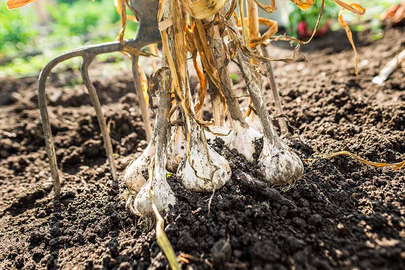 A close up of a garden fork and freshly pulled garlic bulbs in bright sunshine on a dark rich soil background.