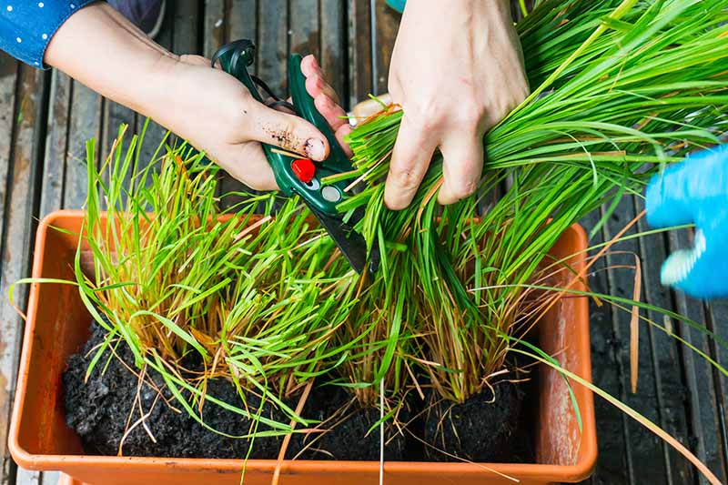 A hand from the left of the frame is holding secateurs while the other hand grips a clump of young lemongrass leaves for cutting. The plants are in an orange plastic rectangular container on a wooden surface.