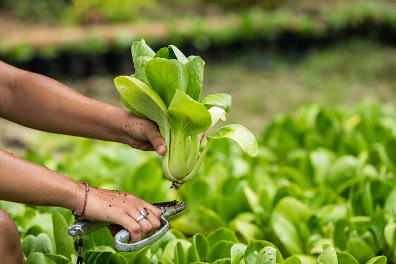 Two hands from the left of the frame, one holding pruning shears, harvesting a whole bok choy plant in light sunshine. The background fades into soft focus.