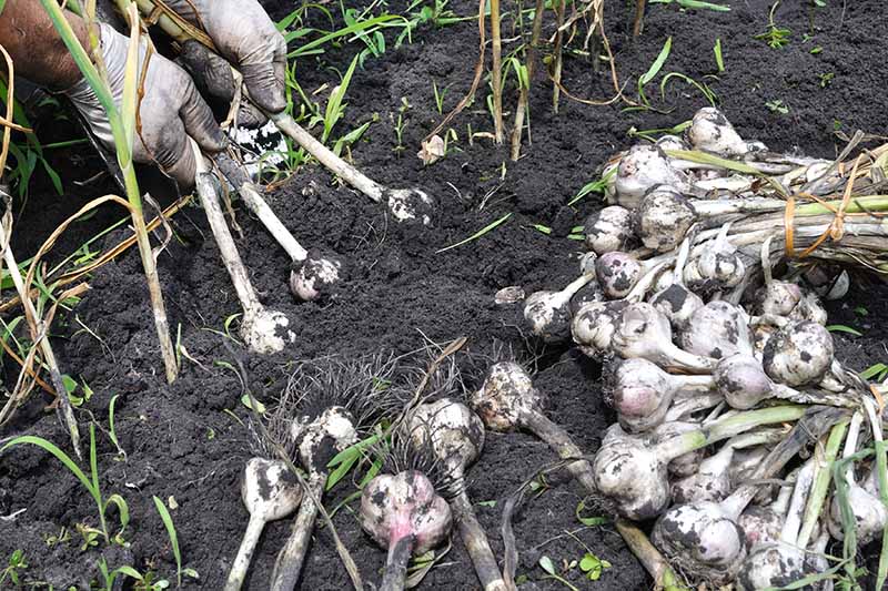 Two hands wearing latex gloves on the left of the frame shown gently pulling garlic bulbs out of the rich dark earth. To the right of the frame are freshly harvested bulbs with soil, roots, and stems still attached. The background is dark soil.