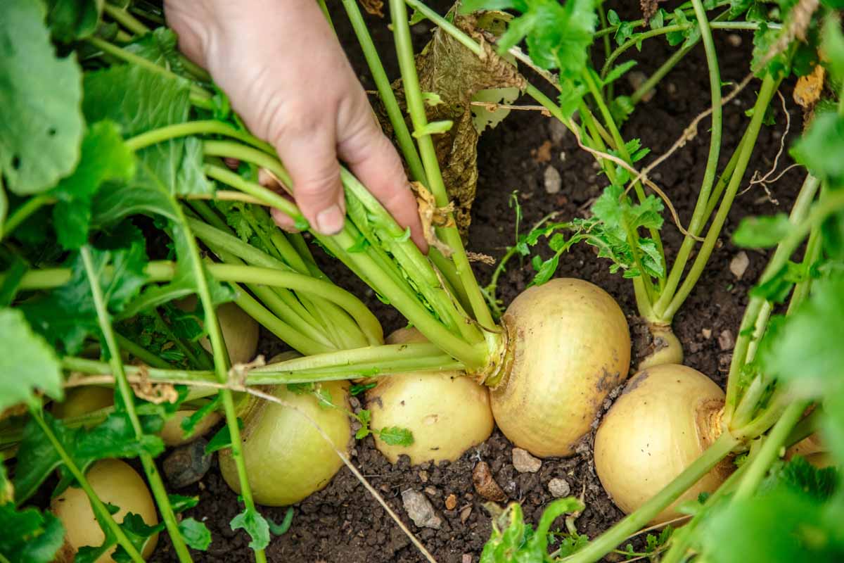 A hand from the top of the frame grasps a handful of stalks to pull out a turnip root from the ground.