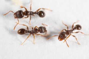 A close up of three light brown pavement ants with large bulbous heads on a white background.