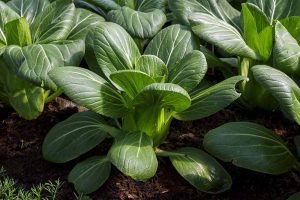 A close up of bok choy plants in the garden, their dark green leaves contrasting with the lighter veins and stems, in bright sunshine. The background is rich soil surrounding the plants.