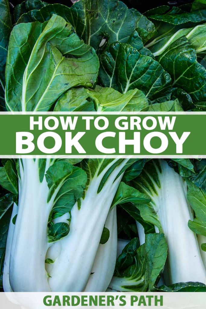 A close up of harvested bok choy with large white stems contrasting with the dark leafy greens. To the center and bottom of the frame is green and white text.