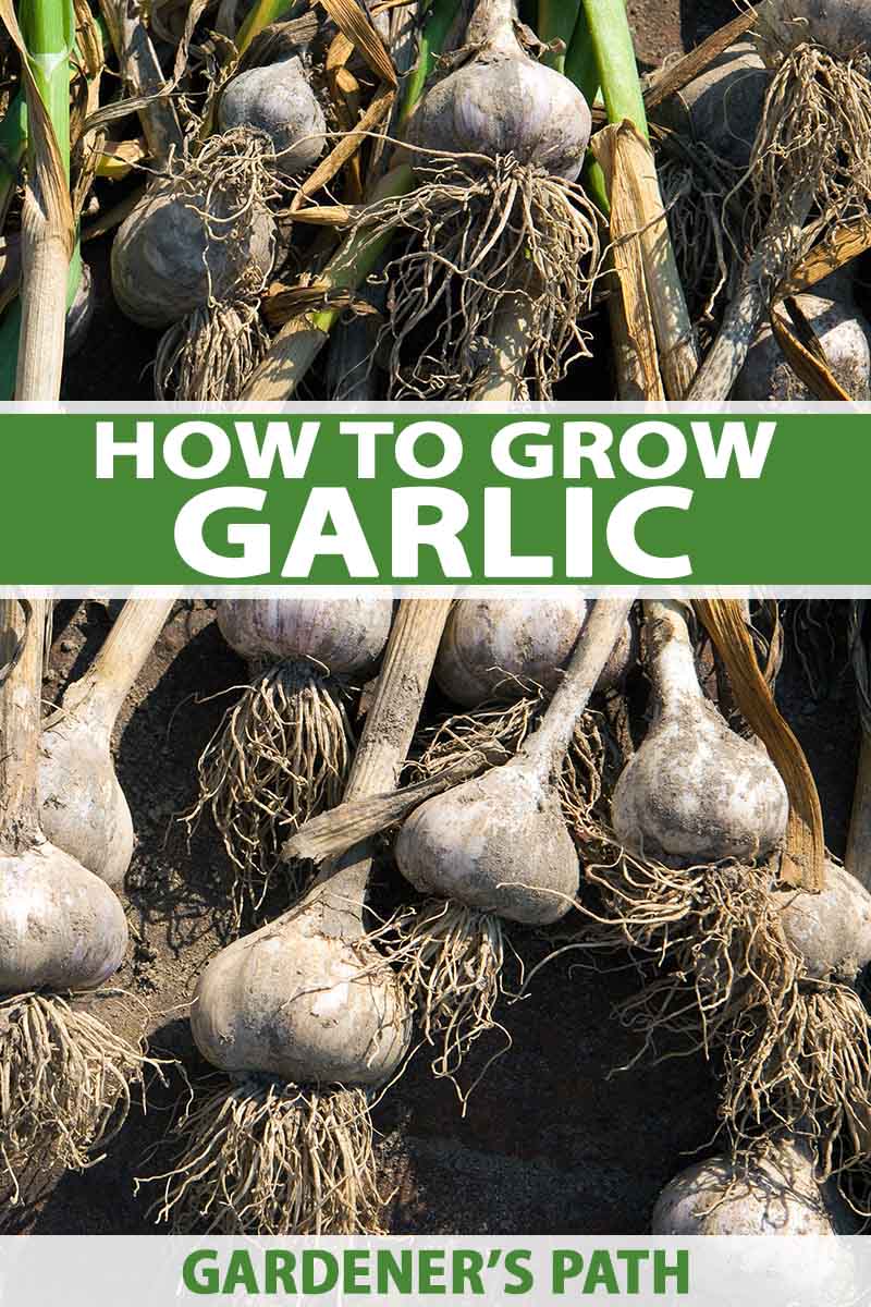 How to Plant and Grow Garlic   Gardener's Path
