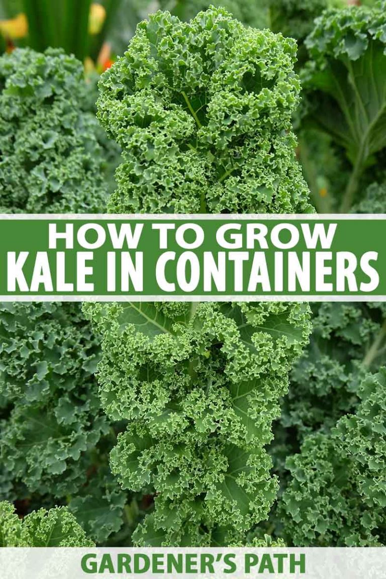 growing kale from seed in containers