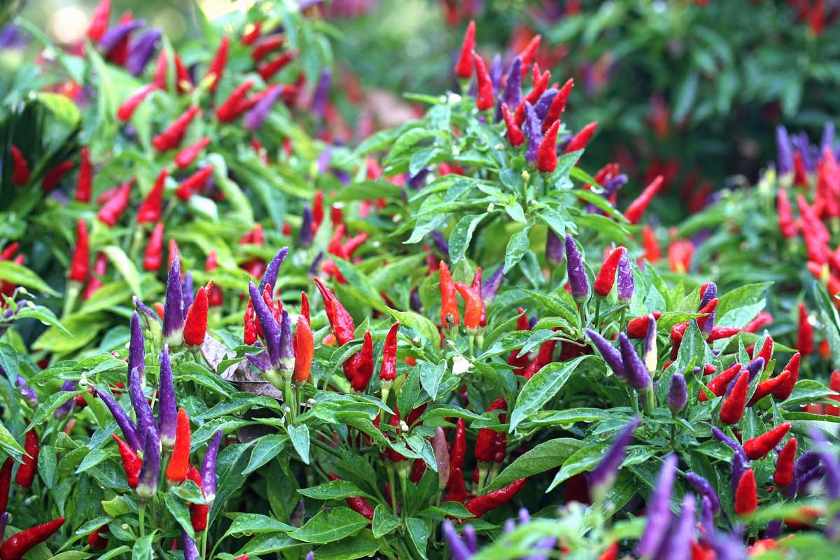A close up of a large ornamental pepper plant with vivid purple and red upright fruits, contrasting with the bright green foliage.
