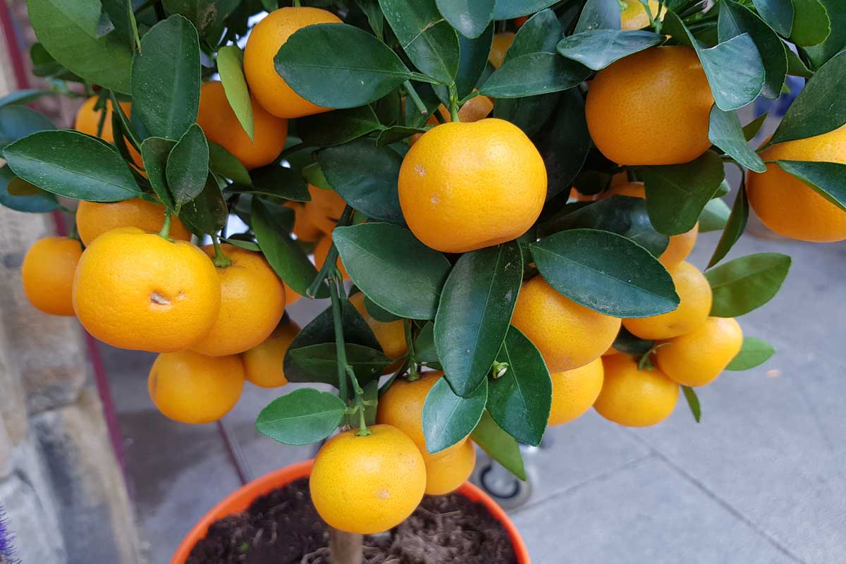 A close up of an orange tree, laden with bright fruit and dark green leaves, in a pot on a stone surface.