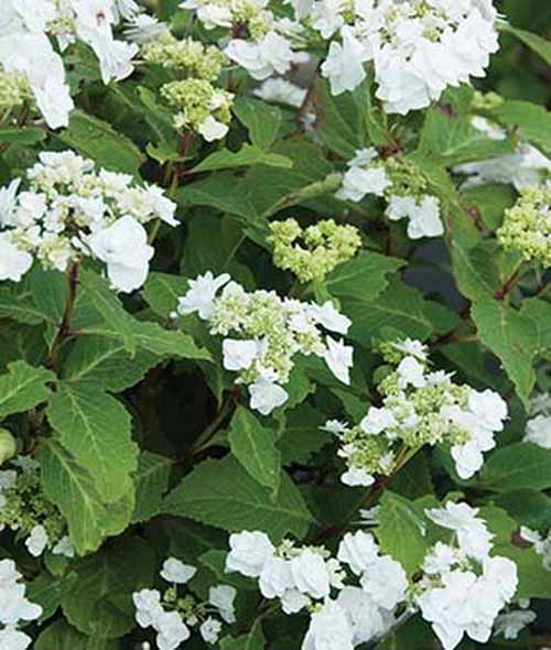  A close up vertical image of the white blossoms of Double Delights Wedding Gown Hydrangea growing in the garden.